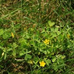 OXALIS